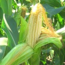 Водорастворимые удобрения для кукурузы