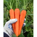 Водорастворимые удобрения для моркови