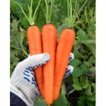 Схема применения Новалон Фолиар (Novalon Foliar) для листовой подкормки моркови