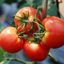 Водорастворимые удобрения для помидор