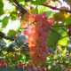 Удобрения Новалон Фолиар (Novalon Foliar) для винограда
