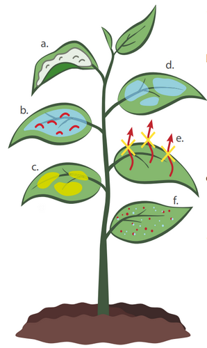 Ад'юванти Новалон Фоліар